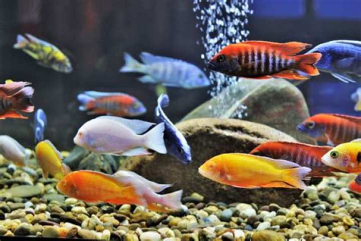 Quick Answer: Can African Cichlids Eat Tropical Fish Flakes