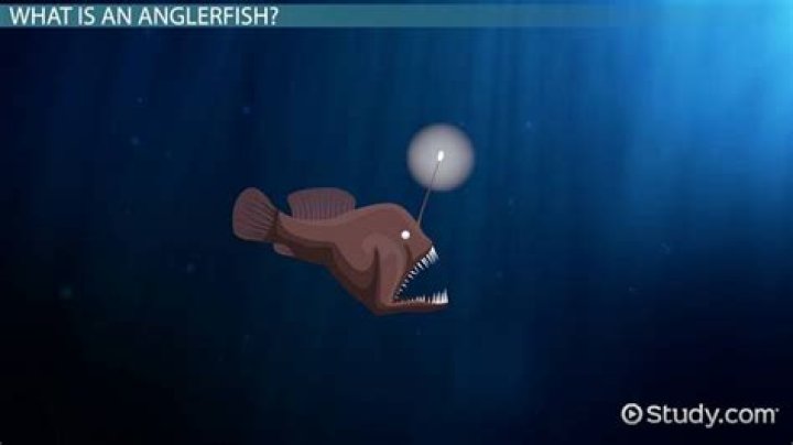 Quick Answer: Can Angler Fish See In The Dark