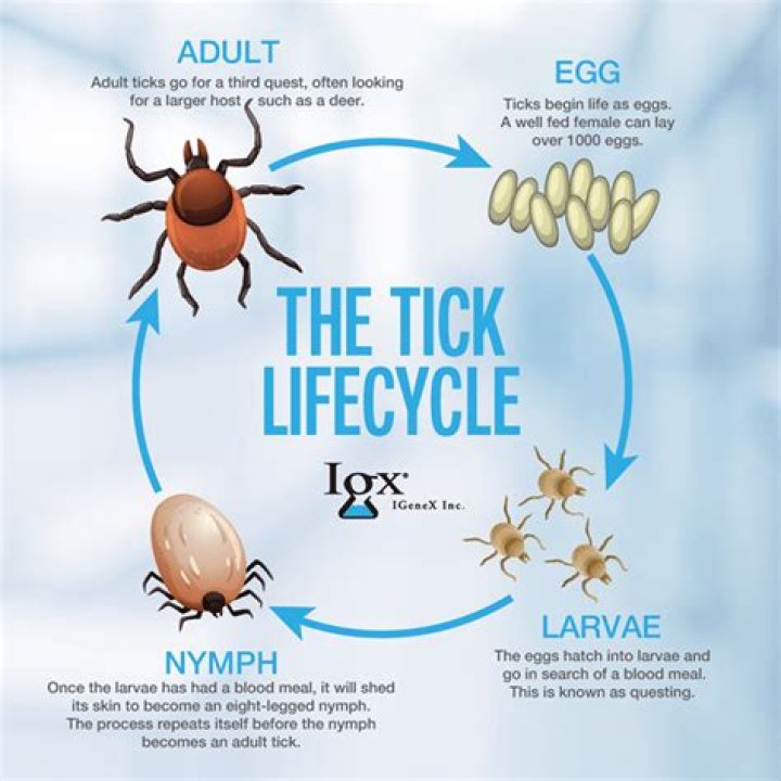 Quick Answer: Do Ticks Lay Eggs On Dogs
