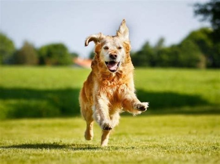Quick Answer: Is A Jasmine Safe For Dogs And Cats