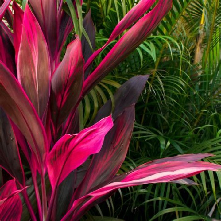Red sister plant - How To Discuss