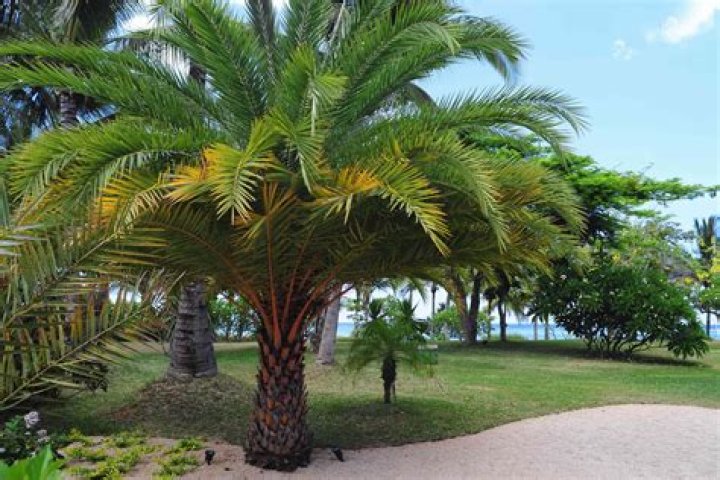 Separating Palm Trees - How To Discuss