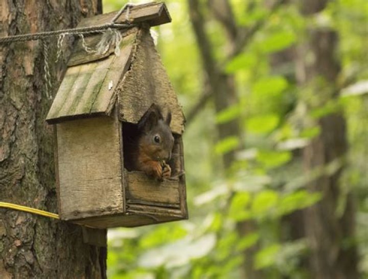 Squirrel House Plans - How To Discuss