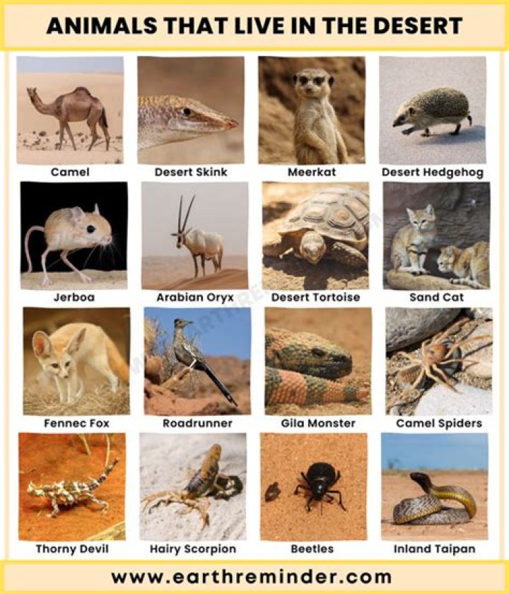 What animals live in the veld