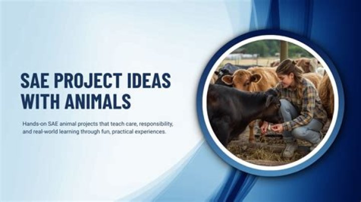 What are some SAE projects