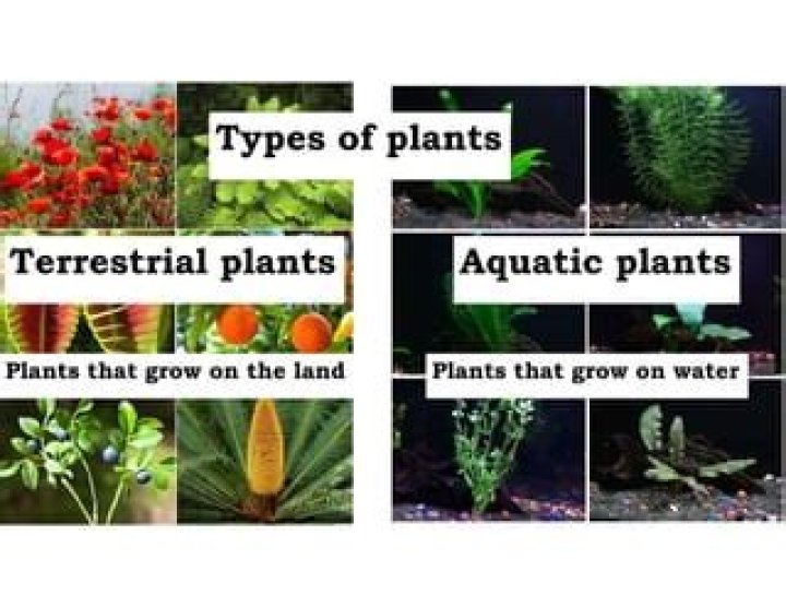 What are terrestrial plants give any four examples