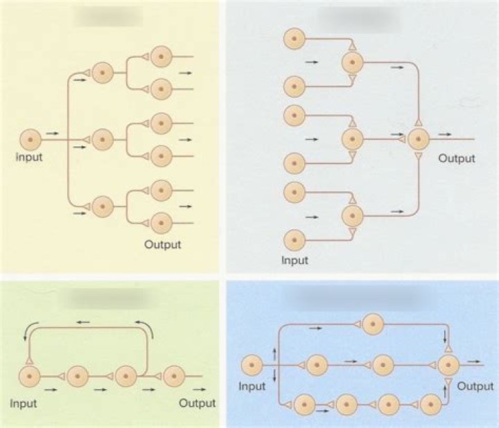 What are the four types of wiring diagram?