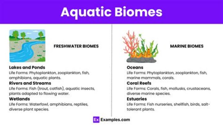 What are the three aquatic biomes