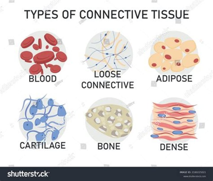 What are the three types of fibrous connective tissue