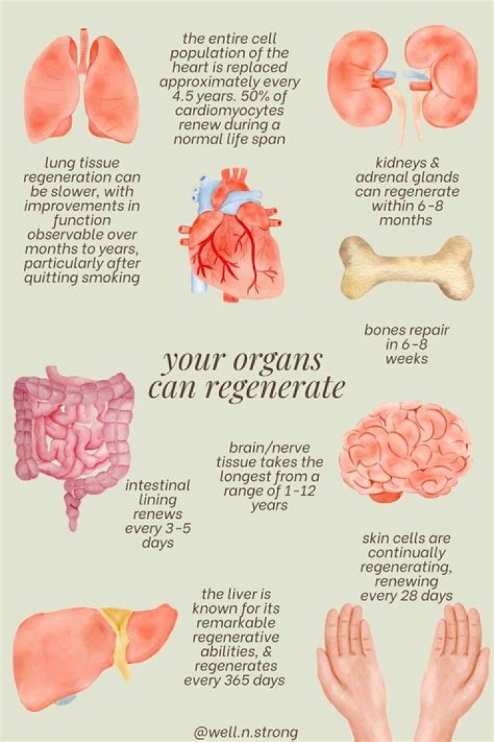 What body parts can repair themselves?