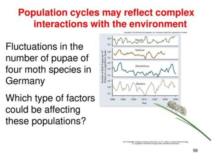 What causes population cycles