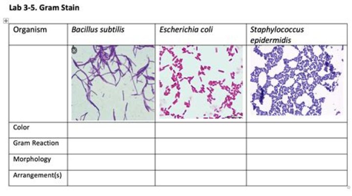 What color is Bacillus subtilis gram stain