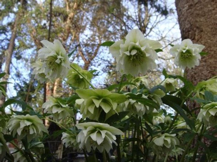 What do I feed my hellebores