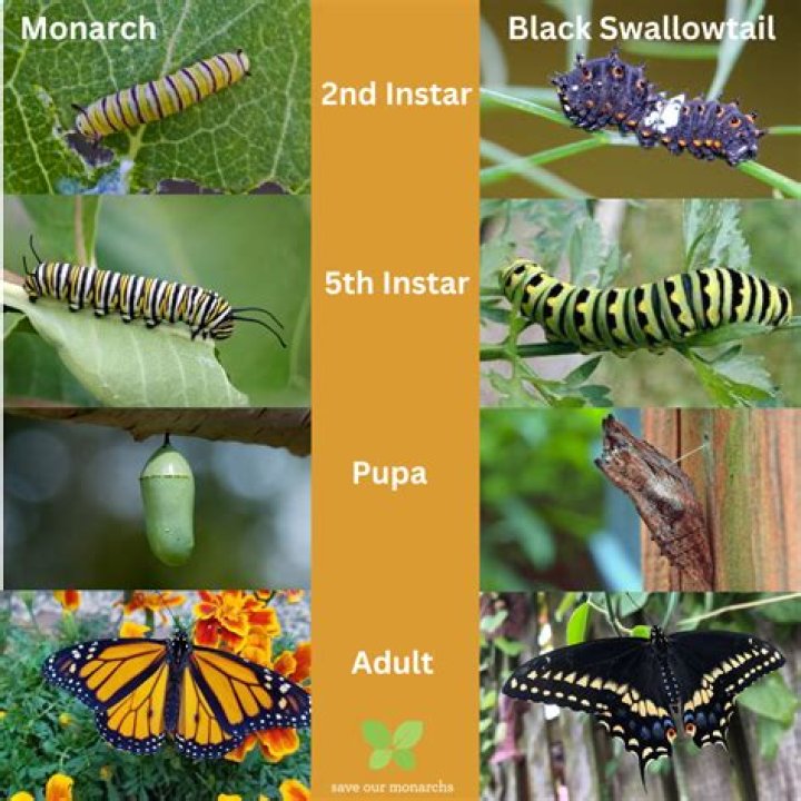 What do pipevine swallowtails eat