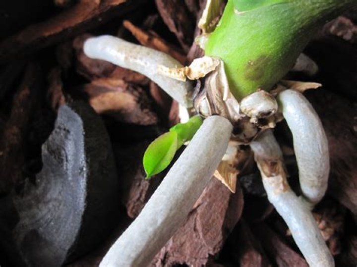 What does a Keiki look like