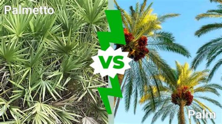 What does a moon by a palmetto tree mean?