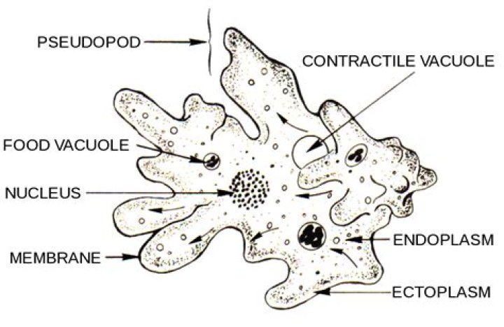 What does a Pseudopod look like