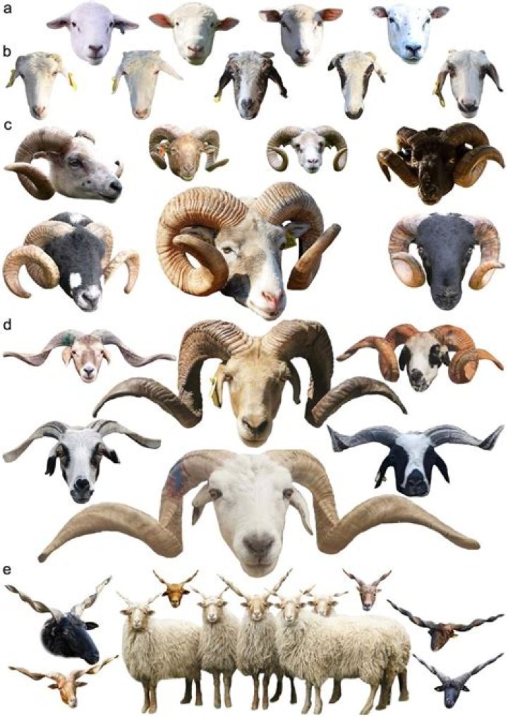 What does Scurred mean in cattle