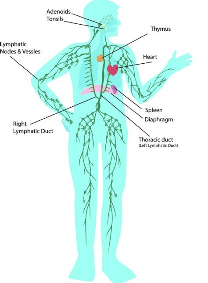 What does the thoracic duct do in the lymphatic system