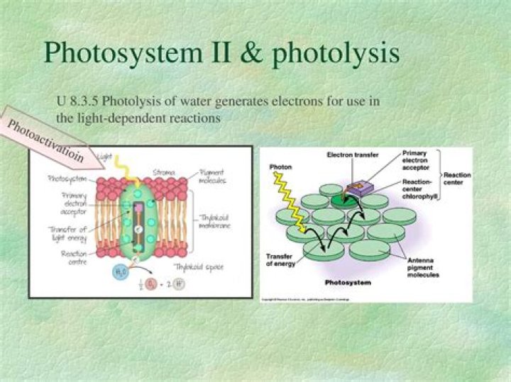 What enzyme splits water in photosystem 2