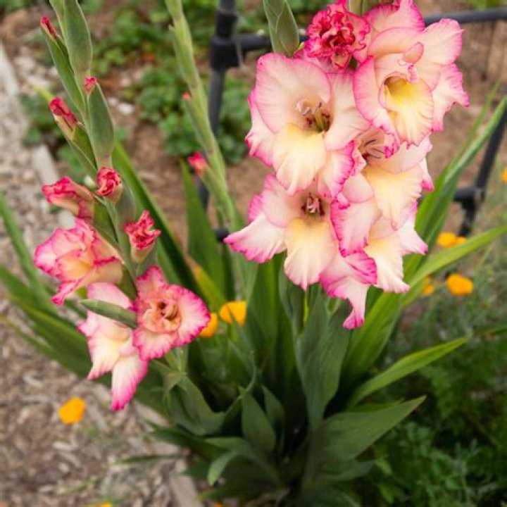 What flowers grow well with gladiolus