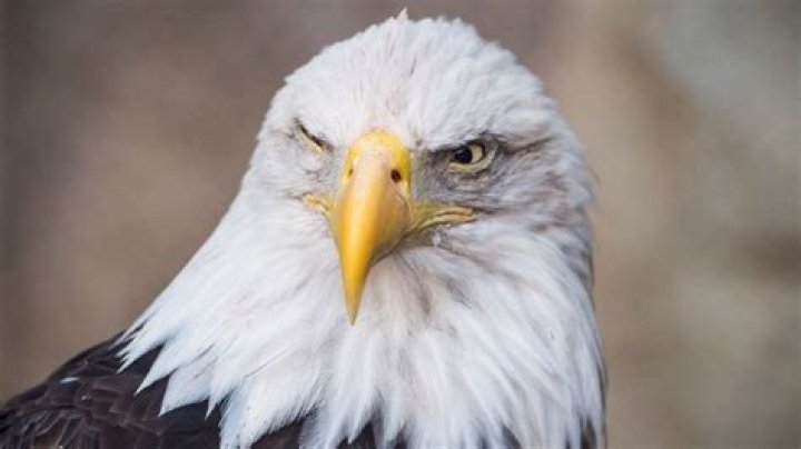 What happens if you kill a bald eagle?