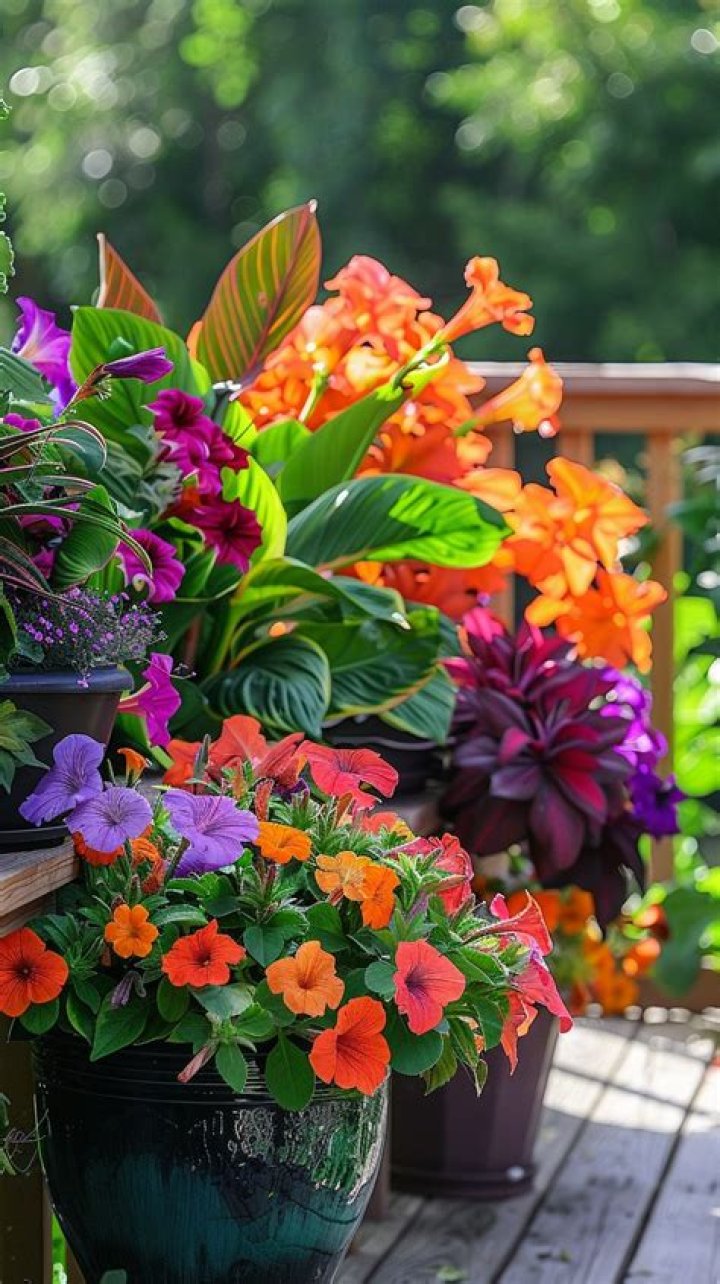 What is a good potted plant for full sun