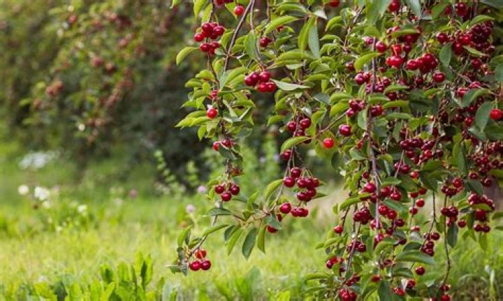 What is a pin cherry tree