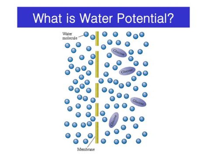 What is a water potential gradient
