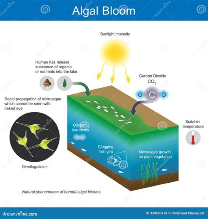 What is algal bloom in short?