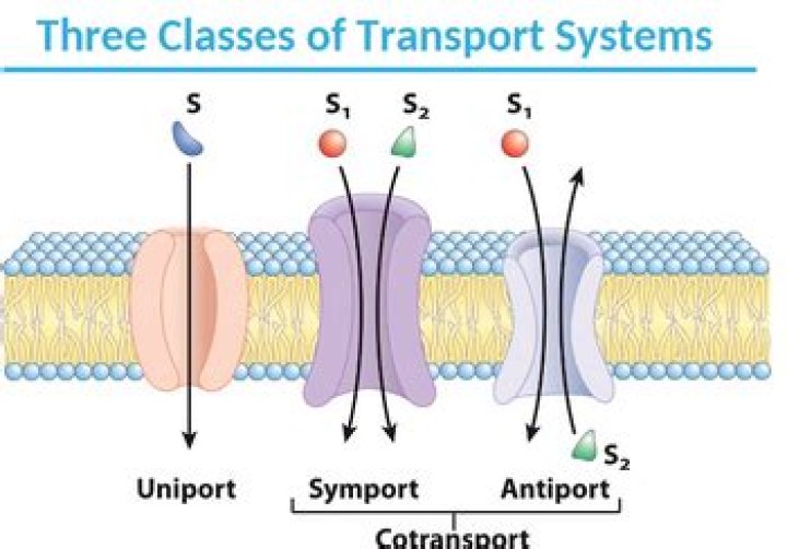 What is Antiport transport