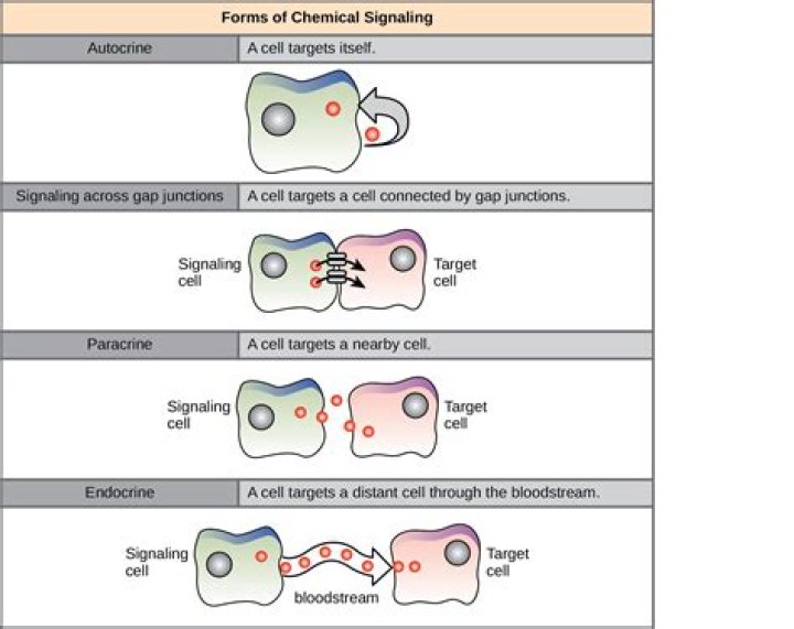 What is chemical Signalling