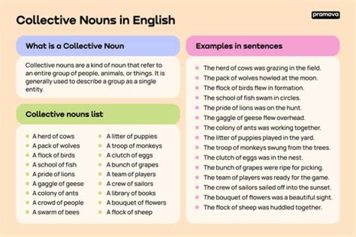What is collective noun of cloth?