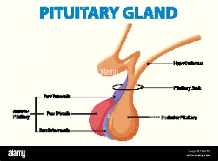 What is function of pituitary gland