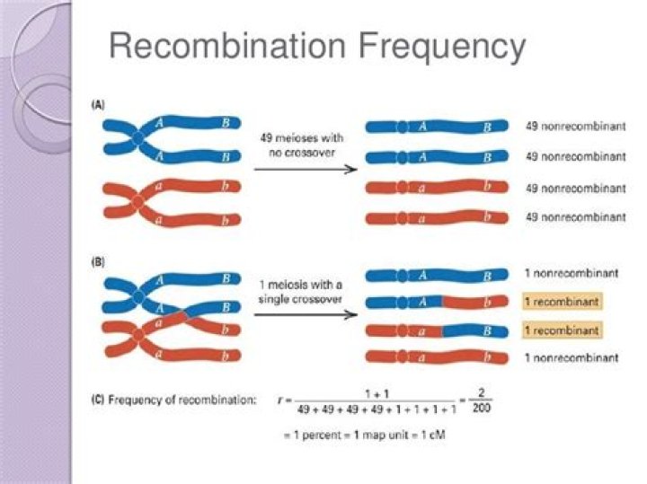 What is recombination frequency