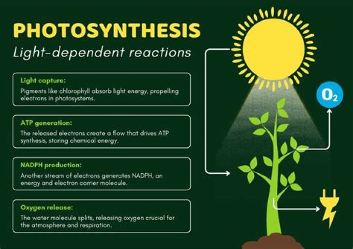 What is regeneration in photosynthesis