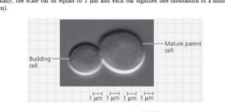 What is the approximate diameter of the mature parent cell mastering biology