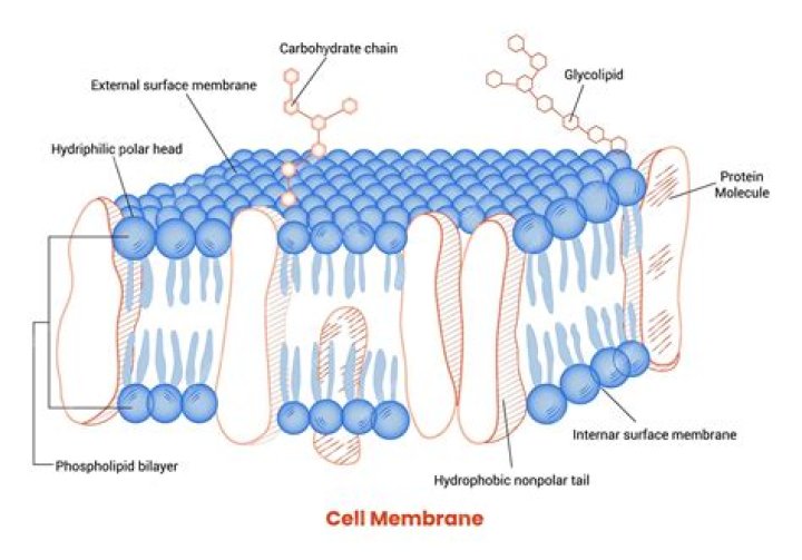 What is the basic structure of a biological membrane composed of two layers of phospholipids