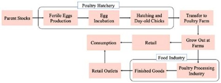 What is the best hatchery to order from