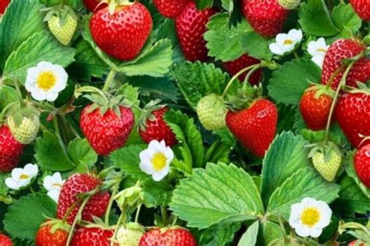 What is the best strawberries to grow