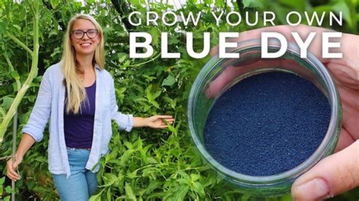What is the blue dye used in the making of jeans?