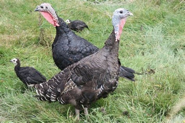 What is the difference between a bronze and black turkey