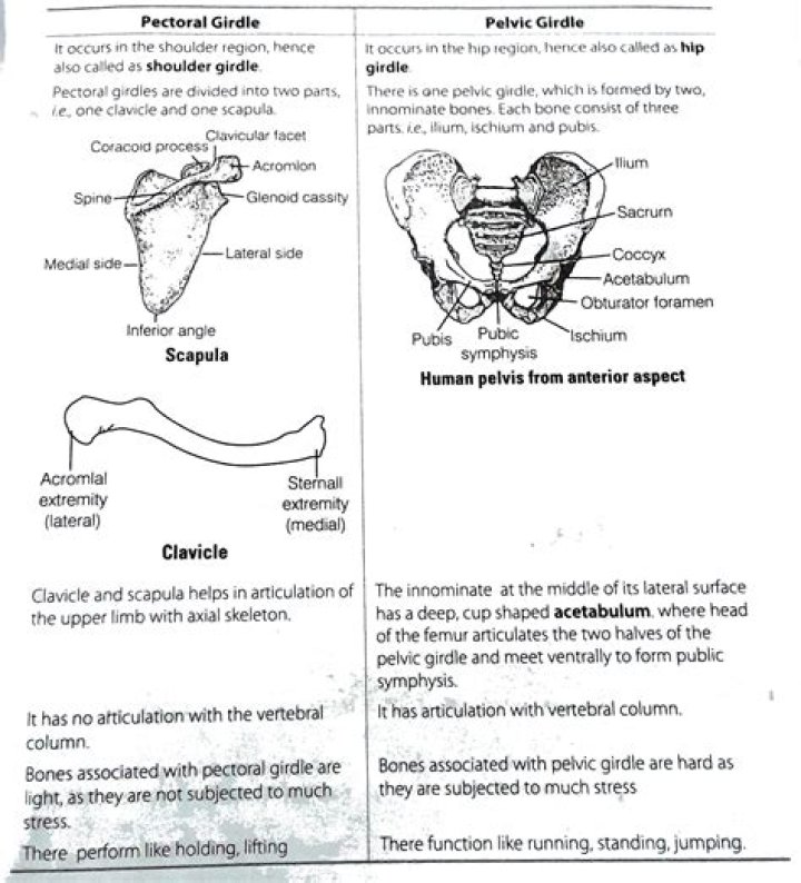 What is the difference between a girdle and a corset?