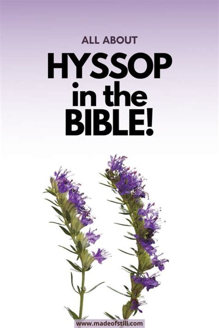 What is the meaning of hyssop in the Bible