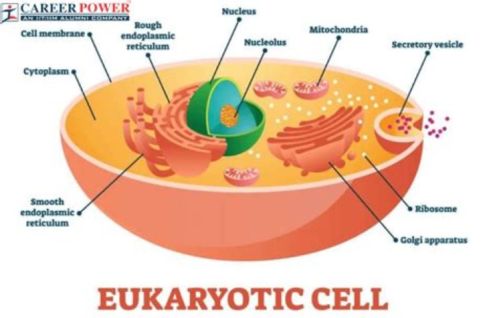What is the meaning of Karyotic
