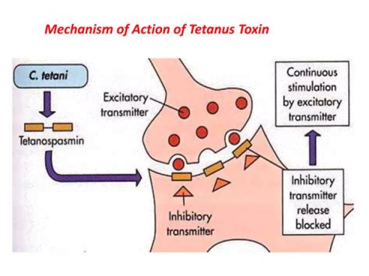 What is the mechanism of action of tetanus toxin