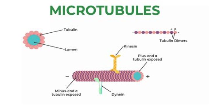 What is the name of the protein structure where microtubules attach to chromosomes during mitosis