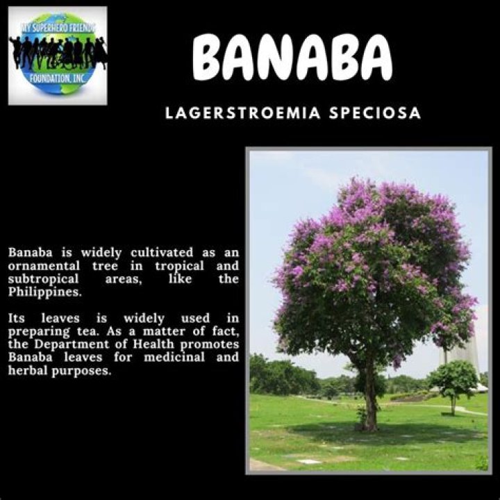 What is the use of Banaba