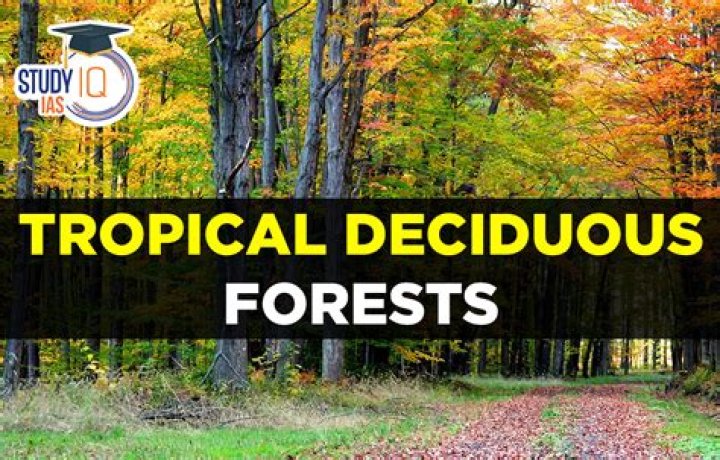 What lives in a deciduous forest