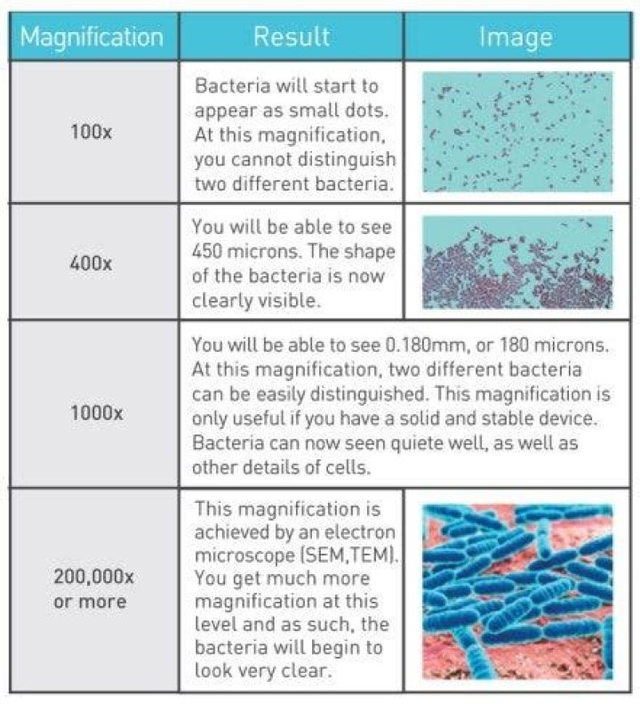 What magnification do you need to see diatoms